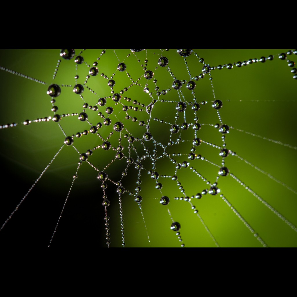 spiderweb photo