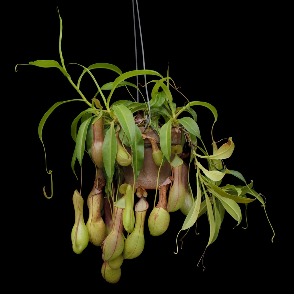 pitcher plant photo