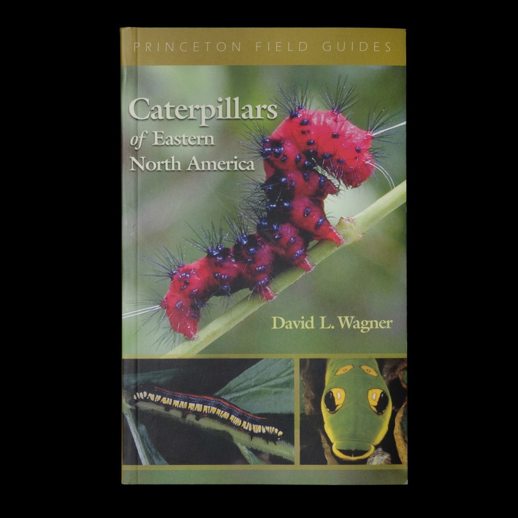 S7_square_caterpillars_flat