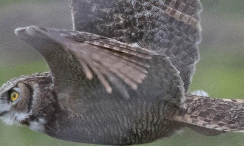 Photo of an owl