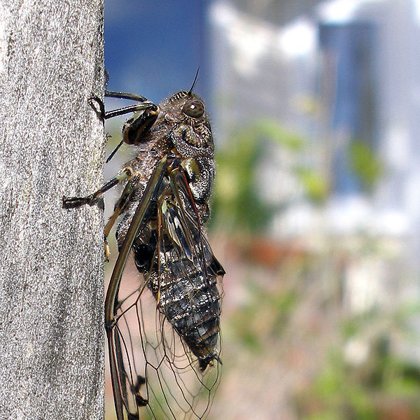 cicadas