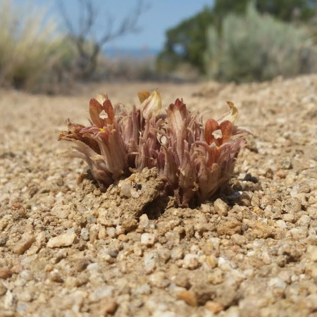 desert plant
